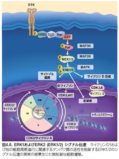 ERK1およびERK2 (ERK1/2) シグナル伝達