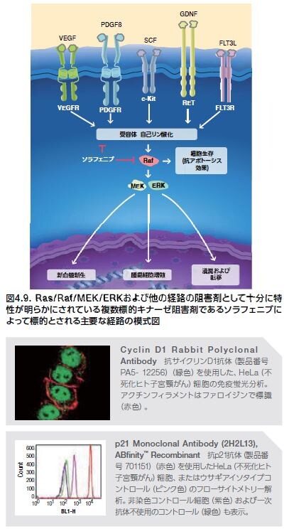 Ras/Raf/MEK/ERKおよび他の経路の阻害剤として十分に特 性が明らかにされている複数標的キナーゼ阻害剤であるソラフェニブに よって標的とされる主要な経路の模式図