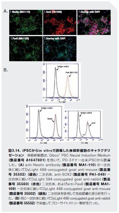 PSCからin vitroで誘導した神経幹細胞のキャラクタリ ゼーション