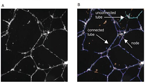 cell-image-analyzing5-fig1