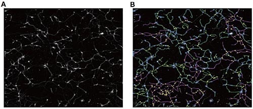 cell-image-analyzing7-fig2