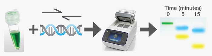 direct-loading-of-pcr-products-fig1