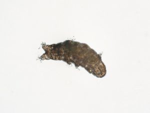 クマムシ