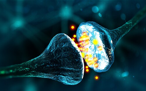 Synapse and neuron cells sending electrical chemical signals (3D illustration). Image: Andrii Vodolazhskyi/Shutterstock.com.