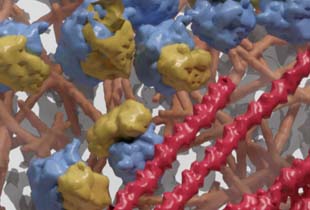 Life in Atomic Resolution