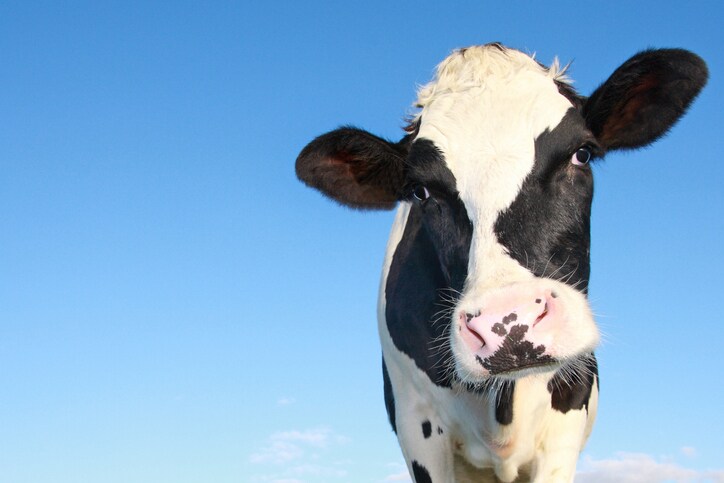 cow and dairy product inspection food safety
