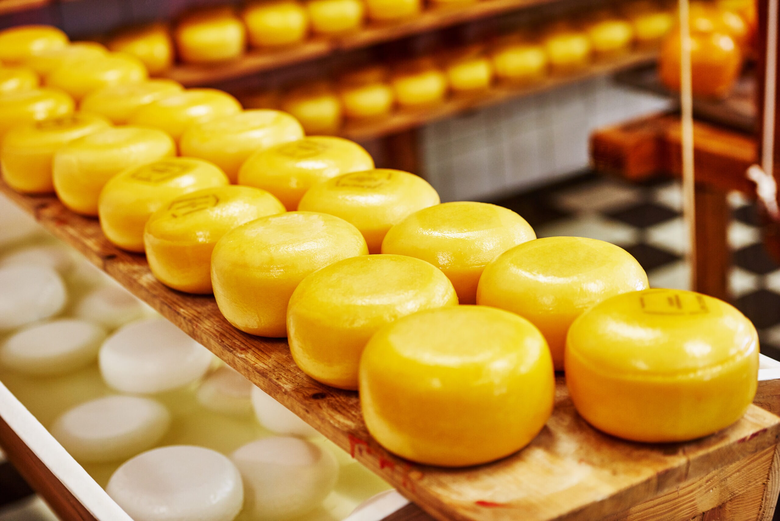 Cheese wheels on the shelves in diary production factory