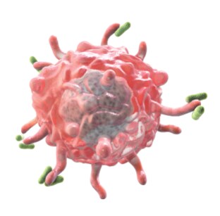 Cartoon drawing of a macrophage.