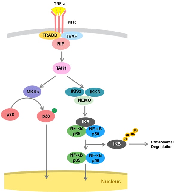 TNFR pathway 