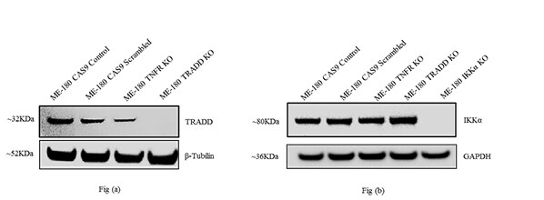 Western blot analysis of TRADD 