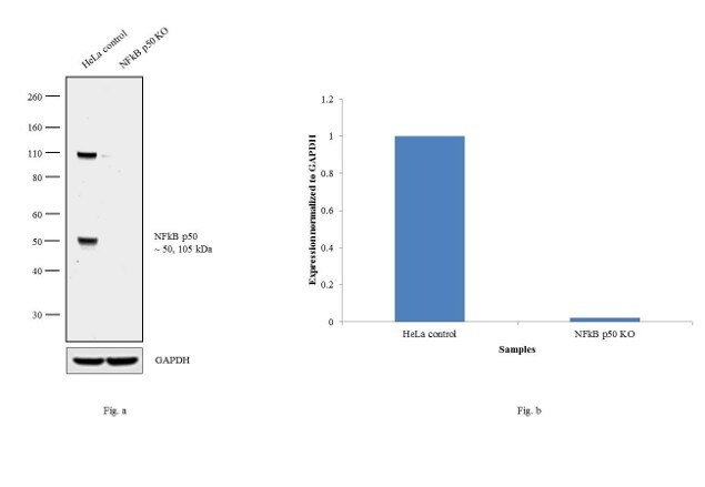 Western blot analysis of NFkB p50