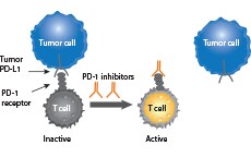 Immune checkpoints Immune checkpoints