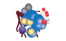 Tumor microenvironments Tumor microenvironments