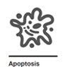 Apoptosis Apoptosis
