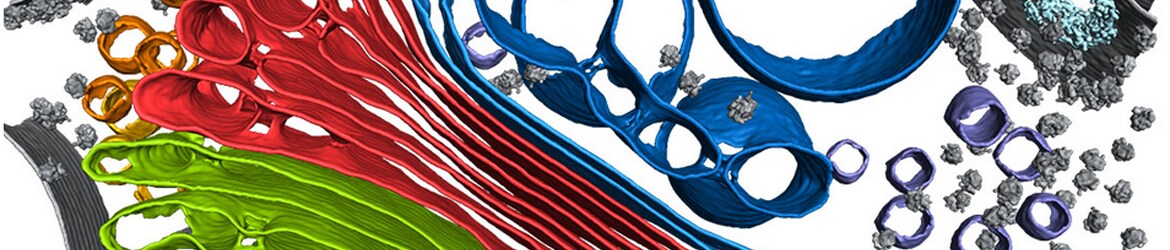 Amira Software Workshop - Francis Crick Institute Amira Software Workshop - Francis Crick Institute