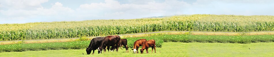 International Plant & Animal Genome XXV Conference (PAG) International Plant & Animal Genome XXV Conference (PAG)