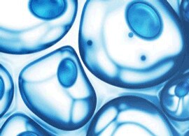 Gibco Innovations blue cells