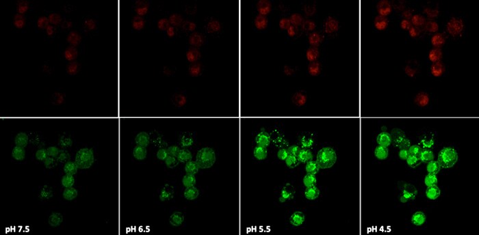 Measuring intracellular pH using pHrodo indicators Intracellular pH measured in murine J7741.A macrophages labeled with pHrodo Green and Red