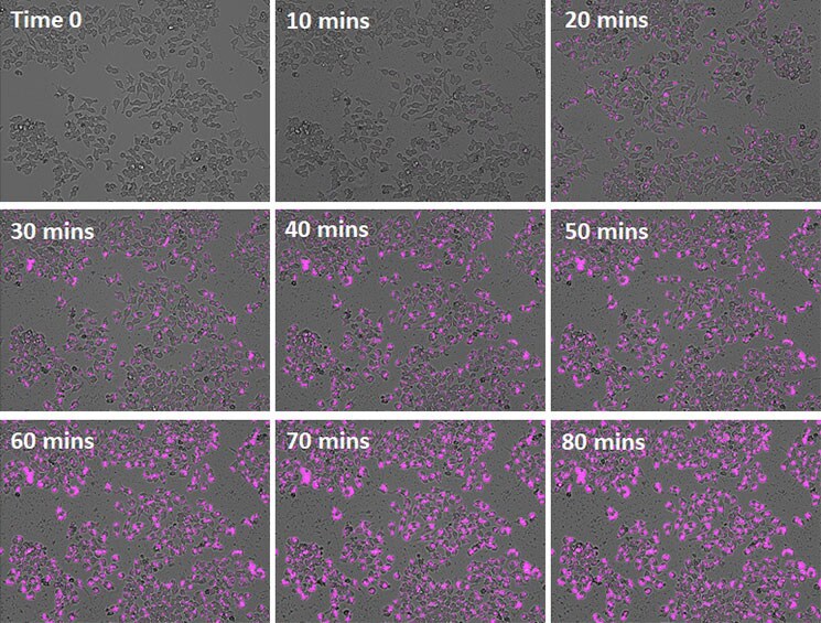 Activation of pHrodo Deep Red dye fluorescence during phagocytosis Time-lapse images showing activation of fluorescent dye in acidic cell environment