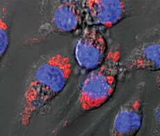 pHrodo Indicators for pH Determination pHrodo Indicators for pH Determination