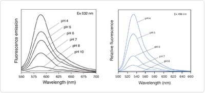 pHrodo Red (left) and pHrodo Green (right) dye fluorescence emission spectra pHrodo Red (left) and pHrodo Green (right) dye fluorescence emission spectra