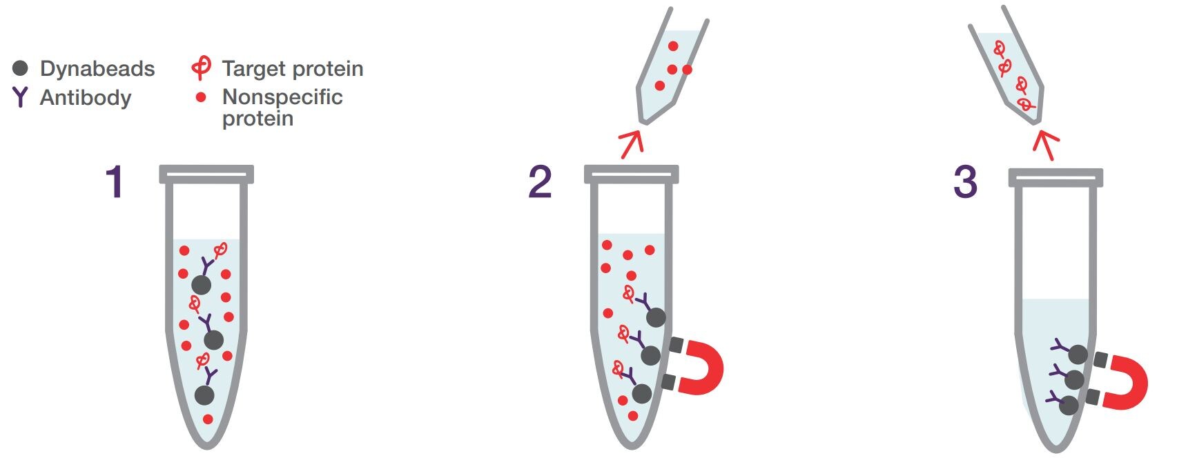How Dynabeads Work Dynabeads work in three steps: bind, wash, and release.