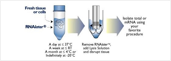 RNAlater workflow RNAlater workflow