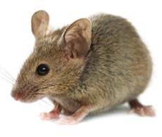 Mouse with brown fur Mouse with brown fur