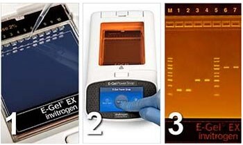 Loading, running, and analysis steps of E-Gel EX and Power Snap system Loading, running, and analysis steps of E-Gel EX and Power Snap system
