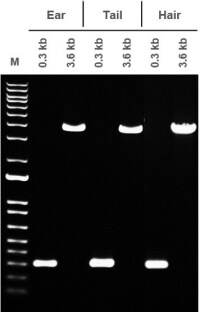 PCR gels of two DNA targets amplified from mouse ear, tail, and hair PCR gels of two DNA targets amplified from mouse ear, tail, and hair