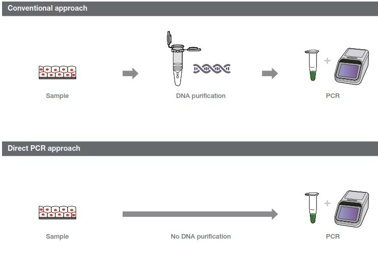 Differences between conventional PCR and direct PCR workflows Differences between conventional PCR and direct PCR workflows