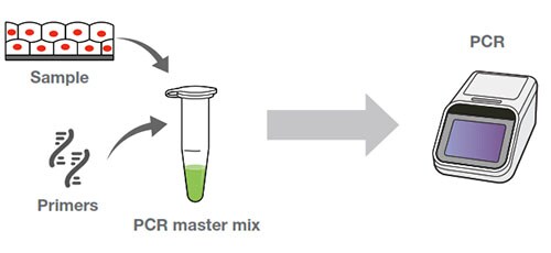 Sample and primers added to PCR master mix Sample and primers added to PCR master mix