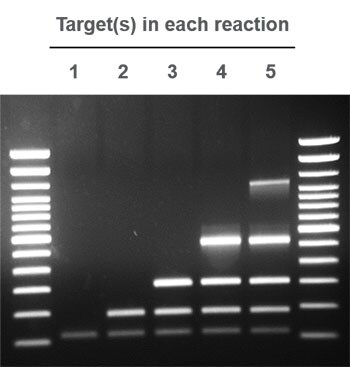 PCR gels of reactions targeting one to five DNA sequences PCR gels of reactions targeting one to five DNA sequences