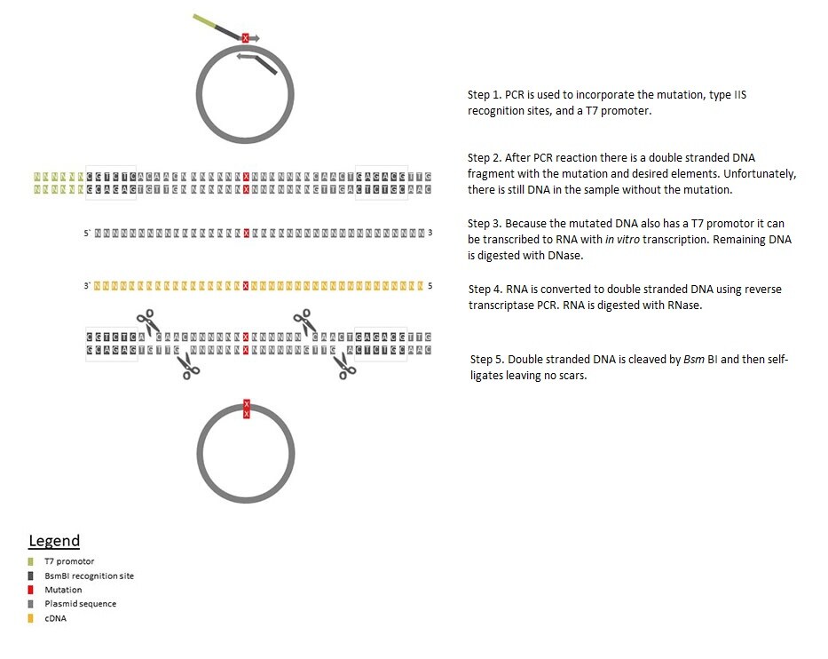 DNA Cloning Tips – Scarless cloning of larger DNA sequences with ...