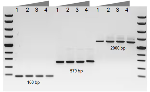 Comparison of DNA yields with various polymerases under minimally optimized experimental conditions Gel image with 12 lanes flanked by bands from ladders.