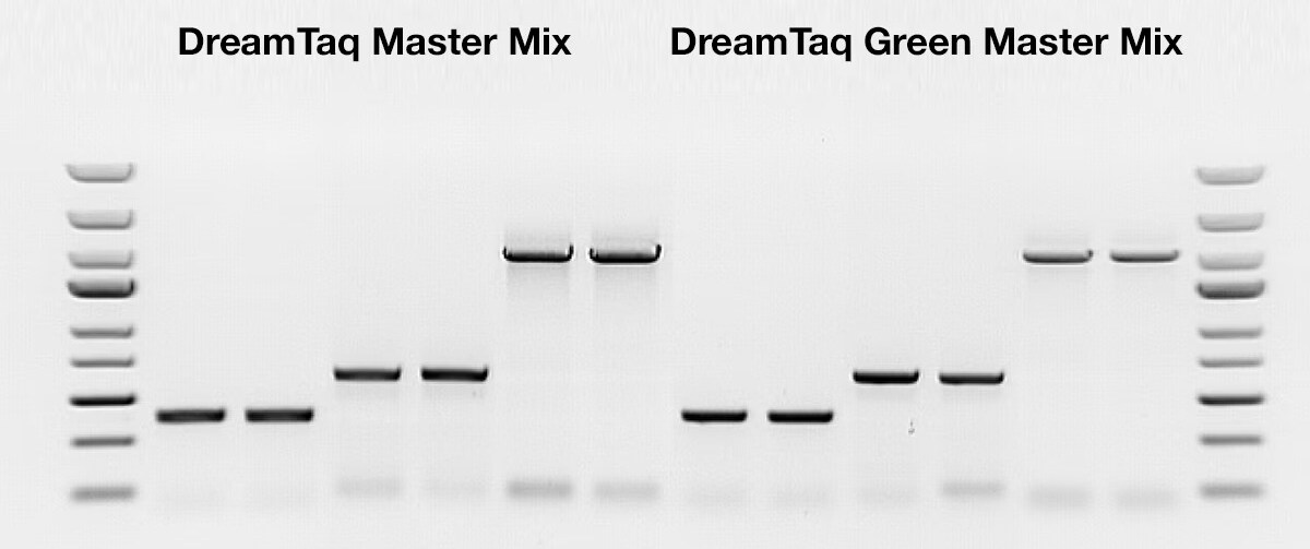 Comparable PCR performance of DreamTaq and DreamTaq Green master mixes Gel with 12 lanes of samples flanked by bands from ladders