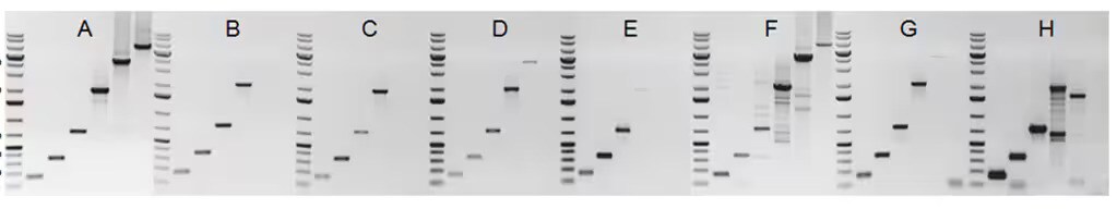 Comparison of ability of DNA polymerases to amplify longer targets Composite of eight gel images; each gel six lanes of sample and one lane of ladder. DreamTaq DNA Polymerase gel shows clear bands.