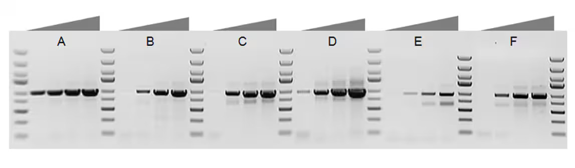 Comparison of DNA yields from low quantities of template DNA Composite of six gel images; each gel has four lanes of sample and one lane of ladder. DreamTaq DNA Polymerase gel shows clear bands
