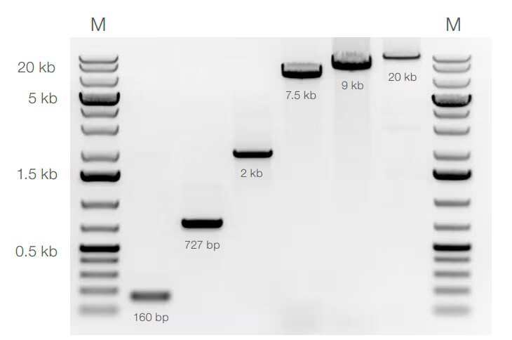 Amplification of long sequences Gel with 6 lanes flanked by bands from ladder
