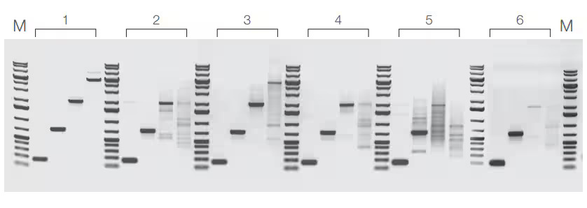 Comparison of DNA yields from low quantities of template DNA Composite of six gel images; Each gel has four lanes of sample and one lane of ladder. DreamTaq DNA Polymerase gel shows clearer bands compared to competitor products