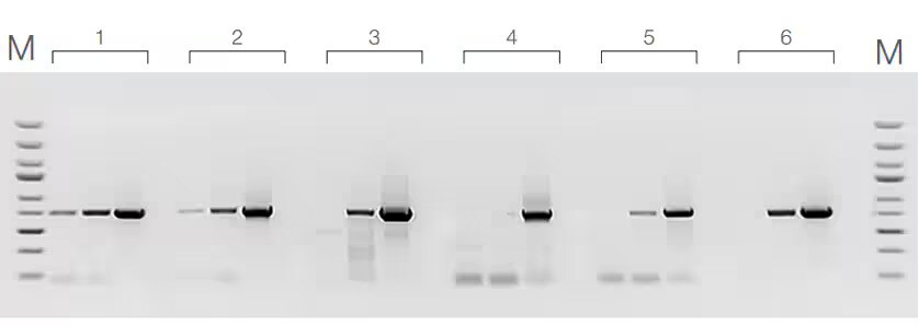 Comparison of DNA detection by various polymerases with low input template Gel with 18 lanes flanked by bands from ladders