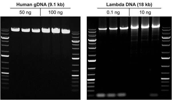 Results from amplifying long DNA fragments from human gDNA and lambda DNA Composite of two gels: each gel has six lanes and is flanked on both sides by DNA ladders