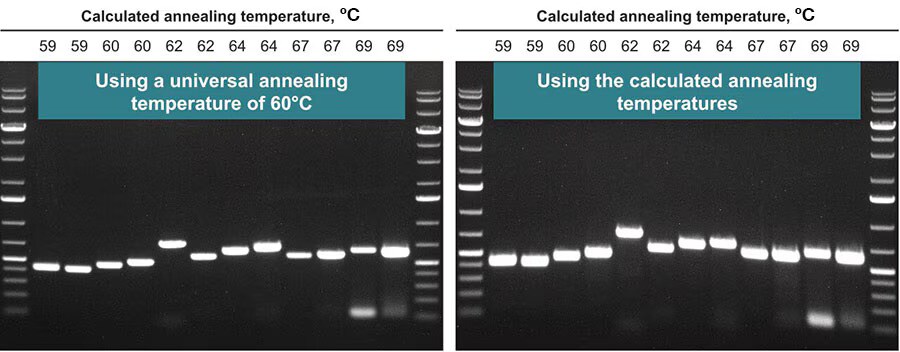 Comparison of results from two PCR cycling conditions Composite of two gel images: each image has 12 sample lanes flanked by ladder bands