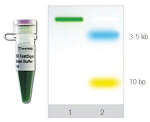FastDigest Green buffer blue and yellow tracking dyes A schematic of FastDigest Green buffer: how it looks before and after electrophoresis, with the latter separating into blue and yellow bands at distinct bp lengths