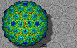 cryo-electron-310 cryo-electron-310