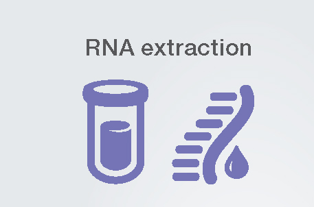 RNA Extraction RNA Extraction