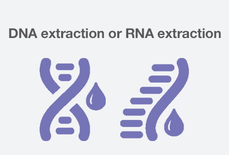 DNA extraction DNA extraction