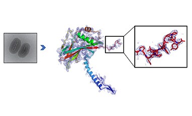 Granulin protomer structure generated by micro electron diffraction. Granulin protomer structure generated by micro electron diffraction.