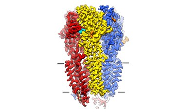 GABA receptor protein within a lipid nanodisk, generated with cryo electron microscopy. GABA receptor protein within a lipid nanodisk, generated with cryo electron microscopy.