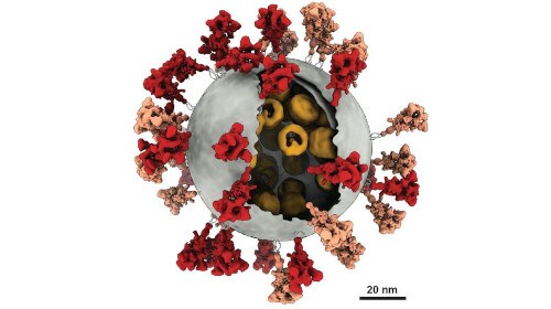 nanoports_ls_500x280 Electron microscopy techniques for life sciences